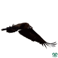 گونه کرکس سیاه Eurasian Black Vulture